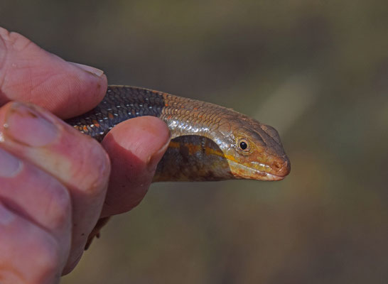 Schneider's Skink (Eumeces schneideri)  