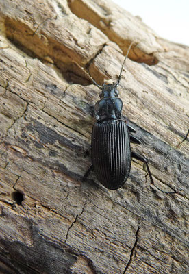 Pterostichus niger