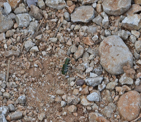 Cicindela maroccana