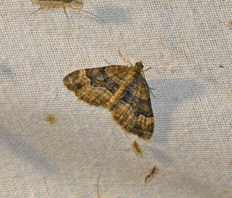 Xanthorhoe biriviata - Springzaadbandspanner
