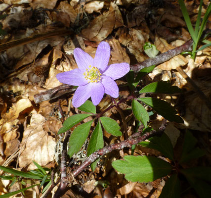 Anemona nemorosa (blauwe vorm)