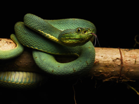 Bothriopsis bilineata bilineata - Groene Boomlanspuntslang (Papegaaislang)