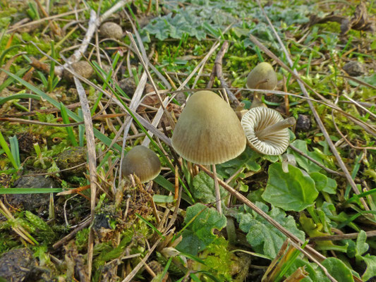 Mycena chlorantha - Groene mycena