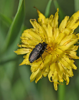 Anthaxia quadripunctata