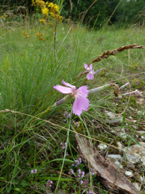 Dianthus gratianopolitanus - Rotsanjer