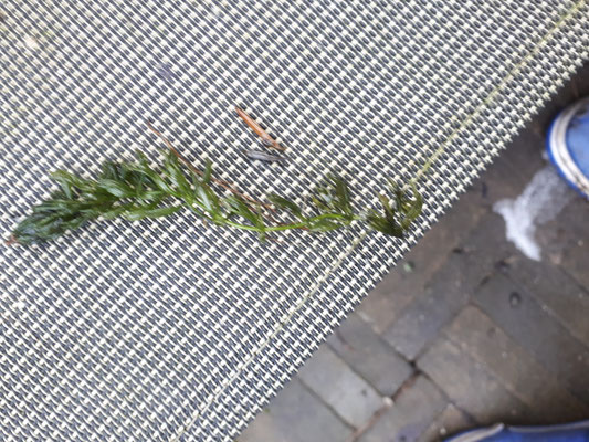 Ceratophyllum demersum - Grof hoornblad