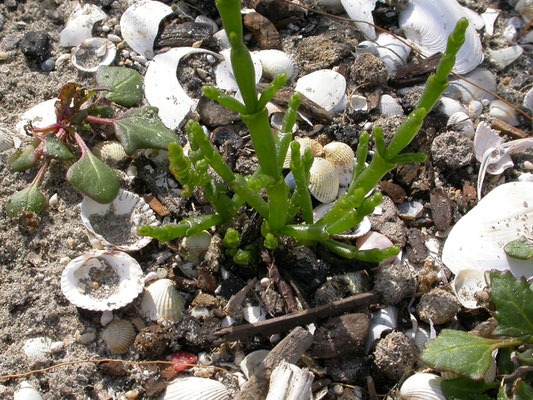 Salicornia europaea - Kortarig zeekraal