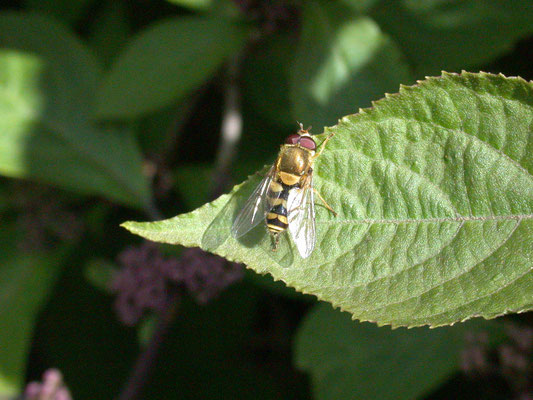 Syrphus ribesii - Bessenbandzweefvlieg