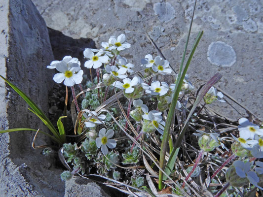 Androsace chamaejasme