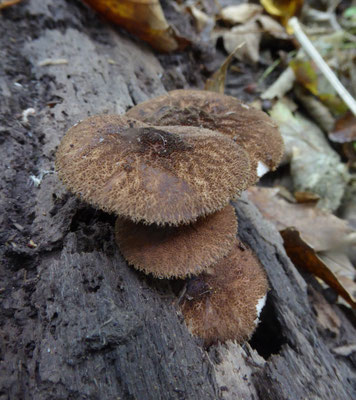 Pluteus umbrosus - Pronkhertenzwam