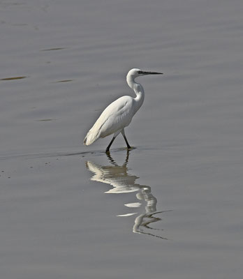 Egretta garzetta - Little Egret