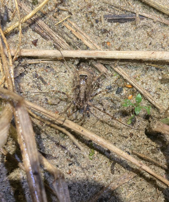 Odiellus spinosus