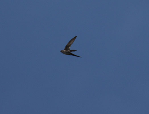 Fork-tailed Palm-Swift