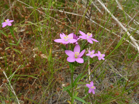 Centaurium littorale - Strandduizendguldenkruid