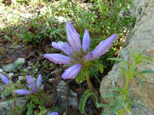 Campanula glomerata - Kluwenklokje