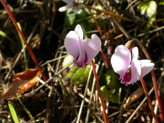 Cyclamen graecum