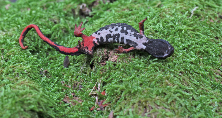 Noordelijke brilsalamander (Salamandrina perspicillata), foto Ruud