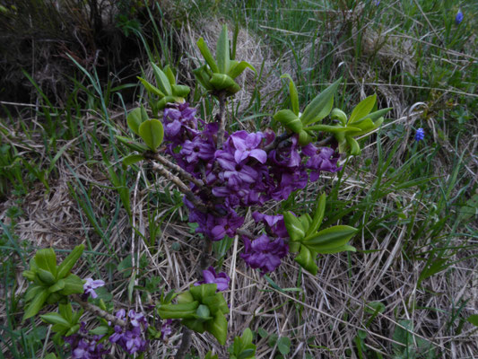 Daphne mezereum - Rood peperboompje