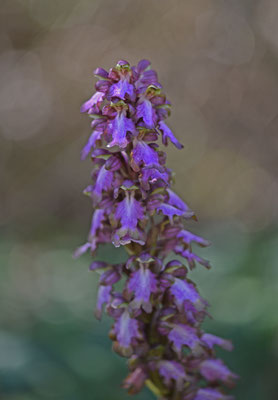 Hyacintorchis