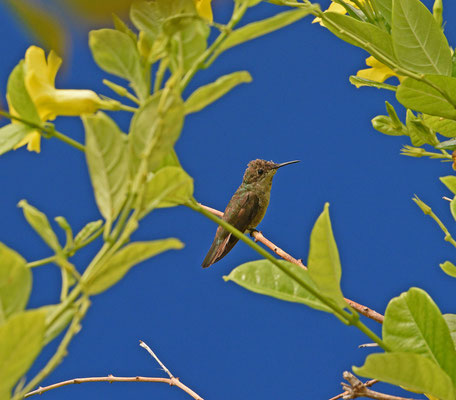 Ruby-topaz Hummingbird