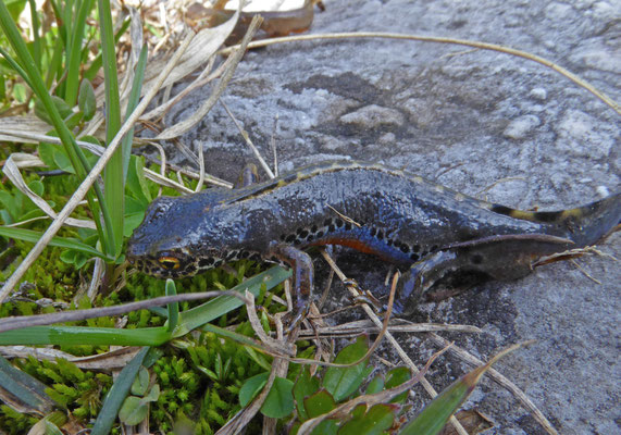 Ichthyosaura alpestris montenegrina