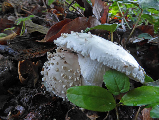 Amanita solitaria - Stekelkopamaniet