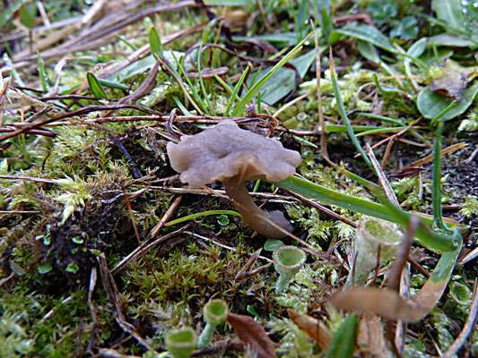 Omphalina griseopallida - Bleekgrijs trechtertje