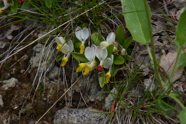 Polygala chamaebuxus