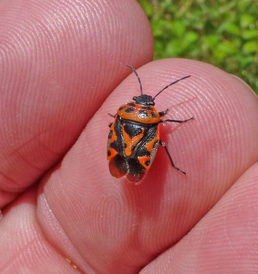Eurydema ornata - Sierlijke schildwants
