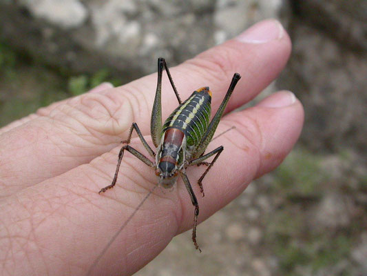 Poecilimon mytelensis