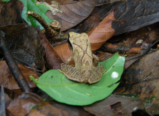 Pristimantis chiastonotus - Brownsberg Robber Frog