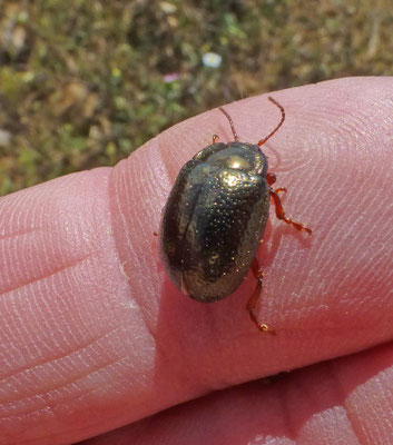 Chrysolina oricalcia - Voorjaarsgoudhaan