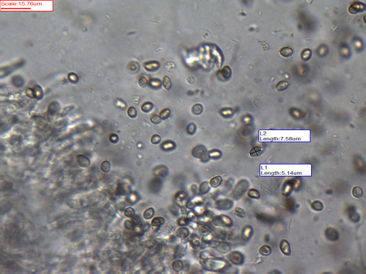 Crepidotus mollis - Week oorzwammetje