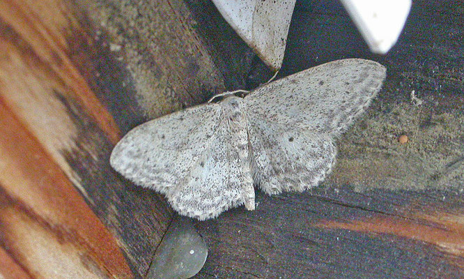 Idaea seriata - Paardenbloemspanner