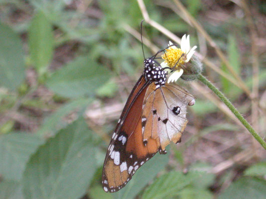 Danaus chrysippus