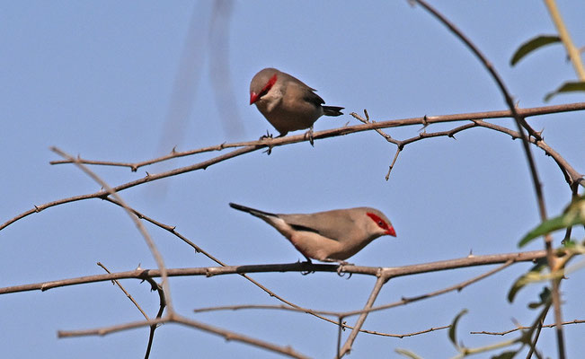 Estrilda troglodytes - Black-rumped Waxbill