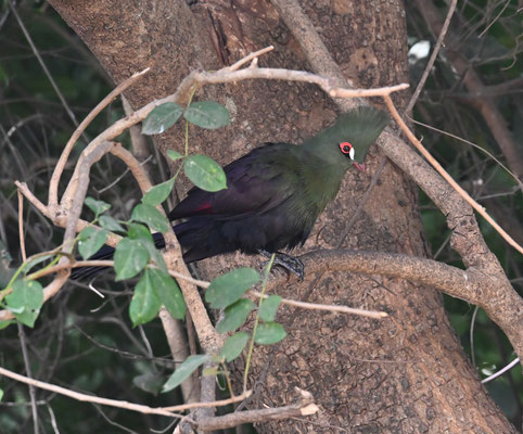 Tauraco persa - Green Turaco