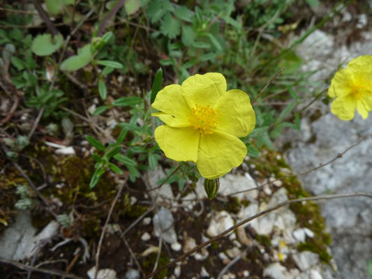 Helianthemum lavandulifolium