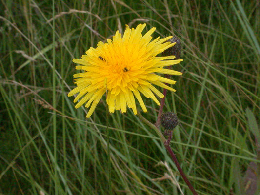 Sonchus arvensis var. maritimus - Zeemelkdistel