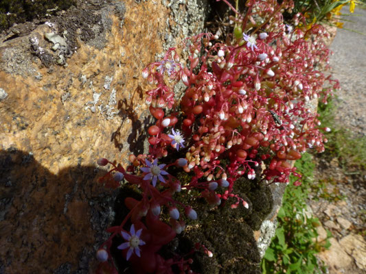 Sedum caeruleum - Blauw vetkruid