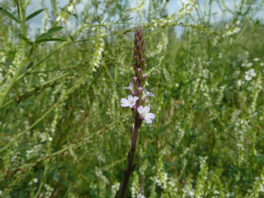 Verbena officinalis - IJzerhard