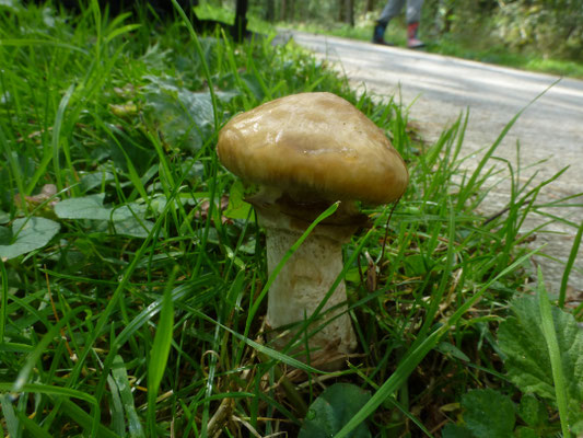 Suillus laricinus - Grauwe ringboleet