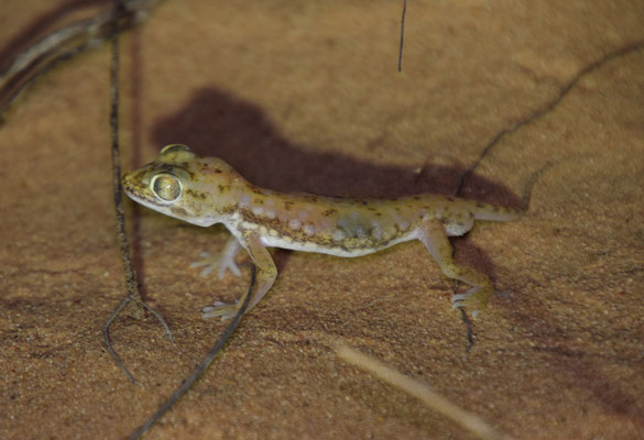 Anderson's kortvingergekko (Stenodactylus petrii)