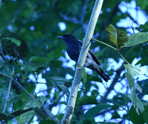 White-winged Becard, male