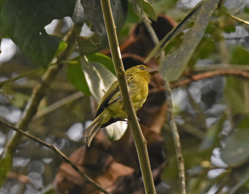 Olivaceous Flatbill