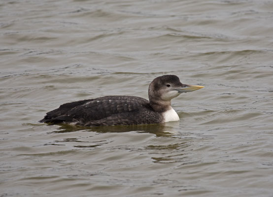 Geelsnavelduiker, Stellendam