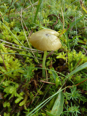 Entoloma incanum - Groensteelsatijnzwam
