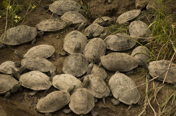 Balkanbeekschildpad