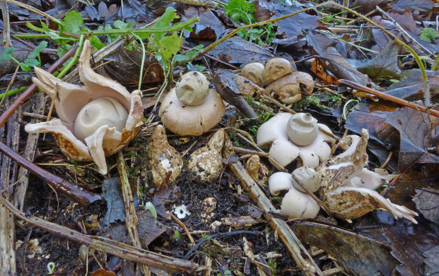 Geastrum lageniforme-Slanke aardster