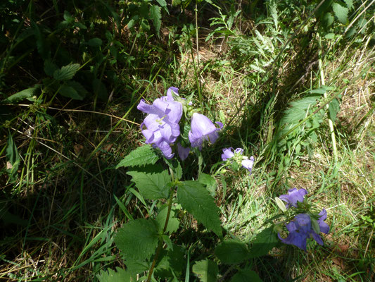 Campanula trachelium - Ruig klokje